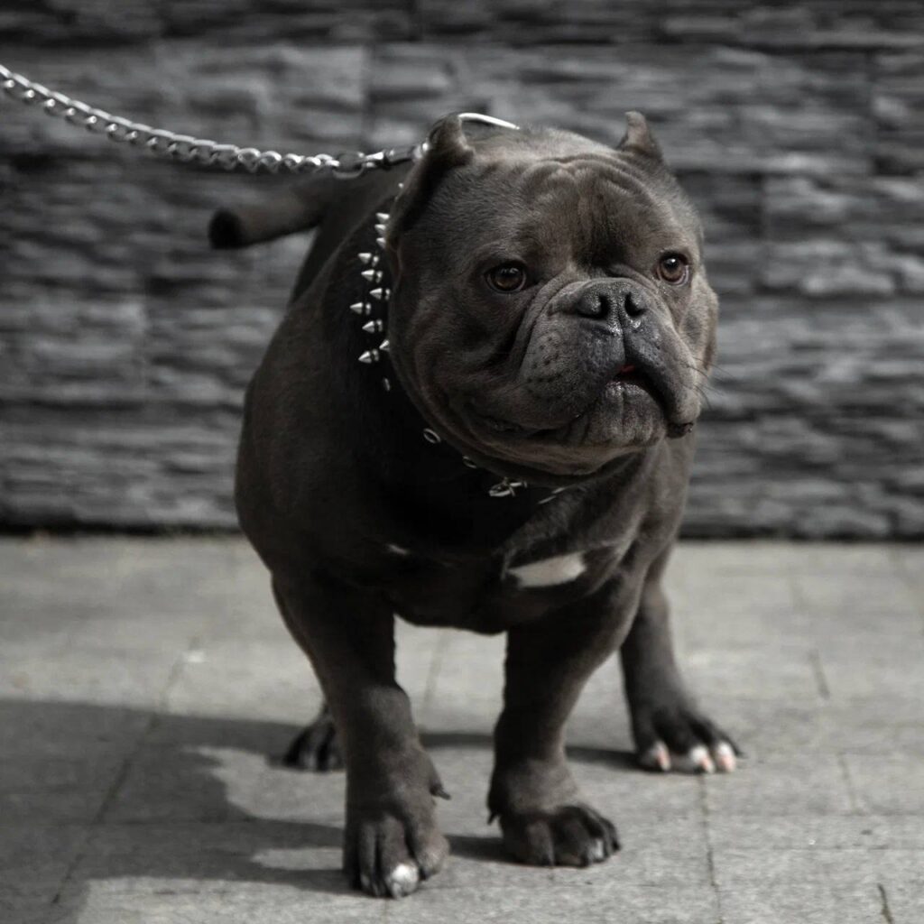 American Bullies for sale